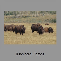 Bison herd - Tetons